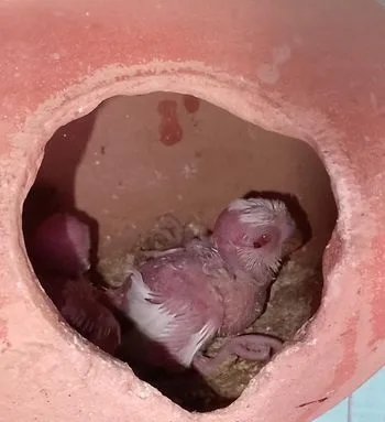 বাজরিগার পাখি দুইটা বাচ্চা সহ
