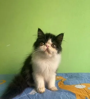 Exotic Male Kitten