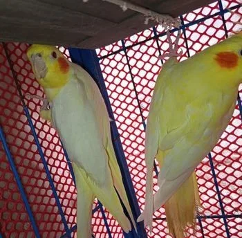 ককাটেল পাখি লোটিনো