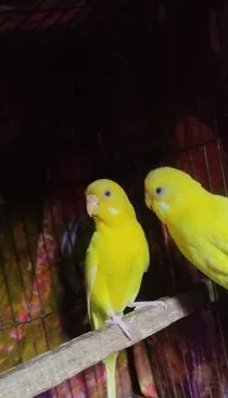 বাজিগর পাখি