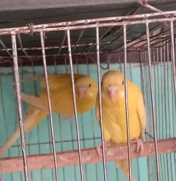 ২ জোরা বাজরিগার পাখি বাচ্চা সহ 🐦