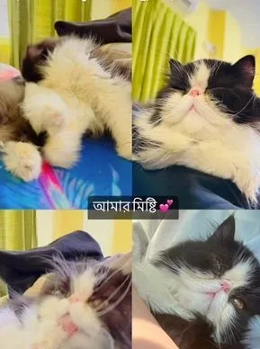 Exotic Female Cat