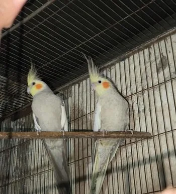 Cockatiel for sell