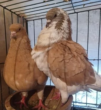 King pigeon