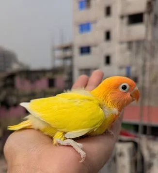 Lovebird