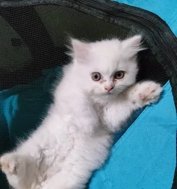 cat for sale