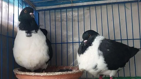 Sartin Pair