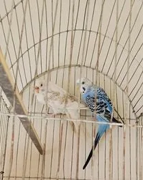 Bajrigar running pair