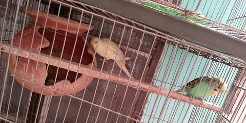 Bajriger pakhi baccha soho