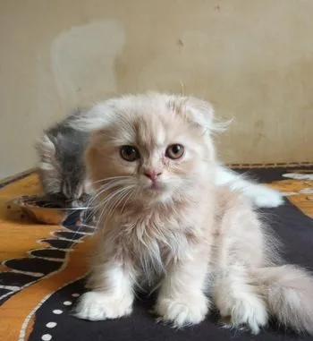 Cat sale