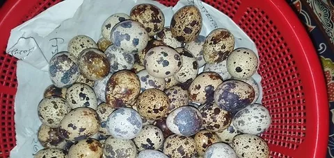 কোয়েল ডিম