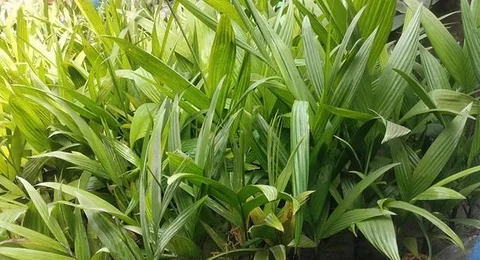 সুপারি গাছ