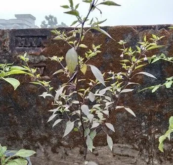 গাছ সেল হবে