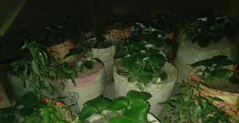 ফুল ও ফল সহ স্টোবেরি গাছ