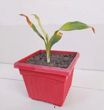 Lucky Bamboo