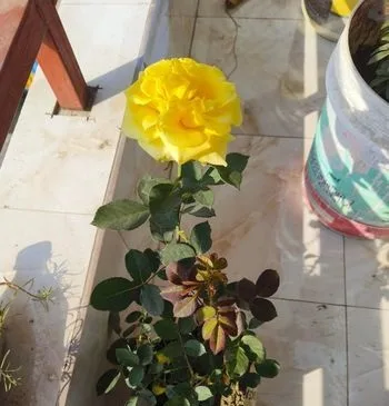 হলুদ গোলাপ