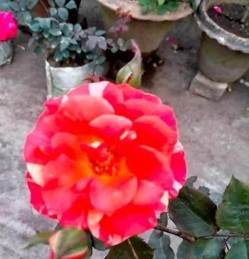 গোলাপ