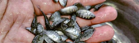 তেলাপিয়ার পোনা