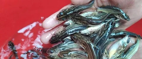 টেংরা মাছের পোনা