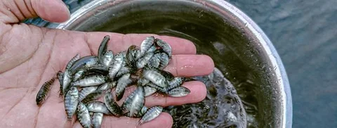 তেলাপিয়ার পোনা
