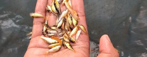 কইকার্প মাছের পনা