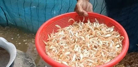 লাল রুই মাছের পোনা