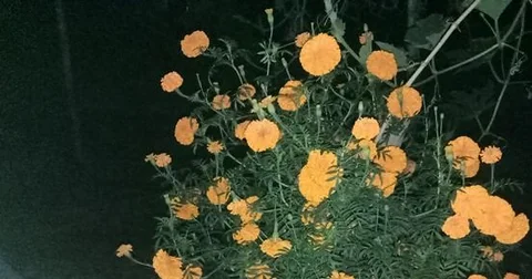 ভালো মানের গাধা ফুল