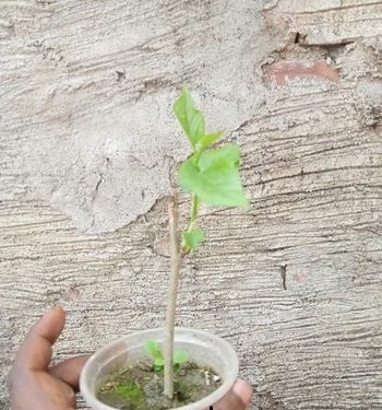 মালবেরি চারা