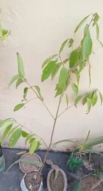 তেজপাতার চারা