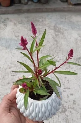 indoor plant