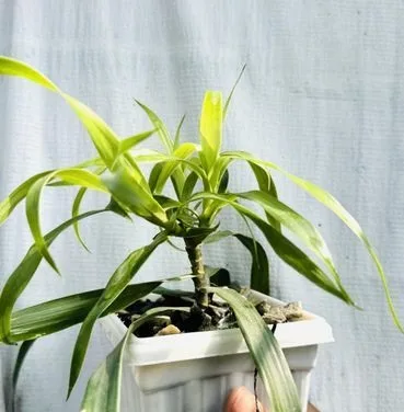 Indoor plant