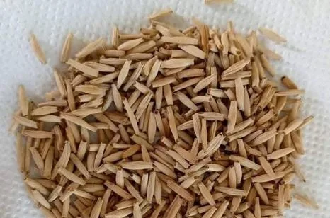 অ্যাডেনিয়াম বীজ