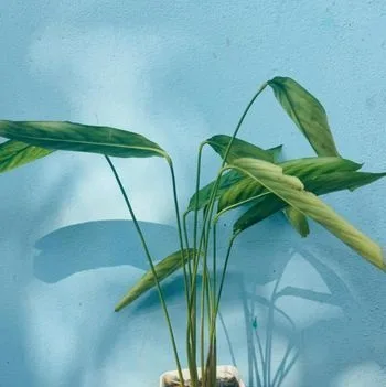 Indoor Plant