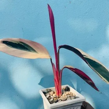 Indoor Plant
