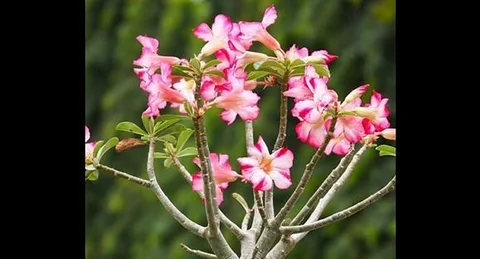 অ্যাডেনিয়াম adenium