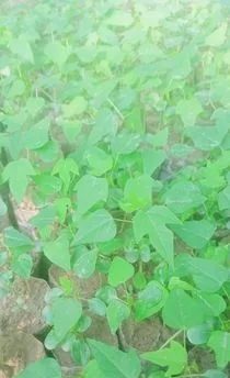 ভালো জাতের চারা