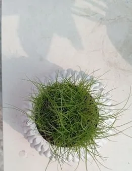 Pillwort Plant
