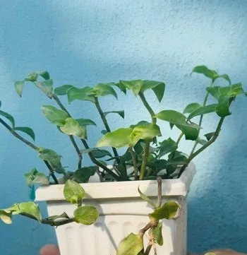 Indoor Plant