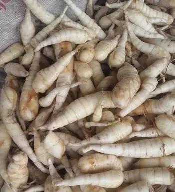 বালীক মূল