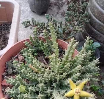 Bonsai Materials for Sale