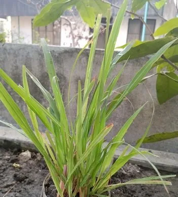 Lemon grass/ thai pata