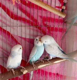 বাজরিগার পাখি।