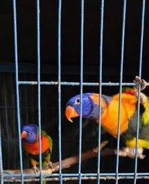 এক জোড়া রেড কালার লরিকেট