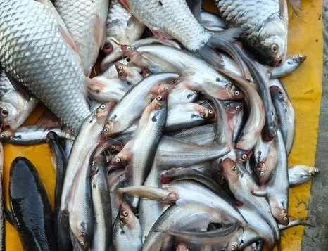 অরিজিনাল নদীর মাছ