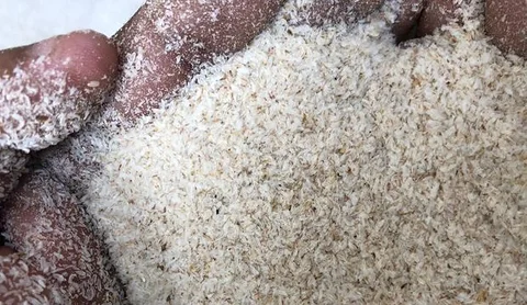 বেলারুশী ইসুবগুলের ভুষি
