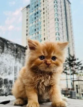 জোড়া Traditional Persian Cat