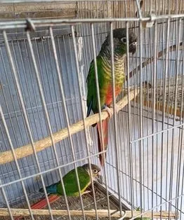 কনু ও ককটেল মাষ্টার পেয়ার