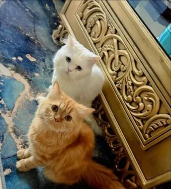 2 Pure Persian Cat for sale!