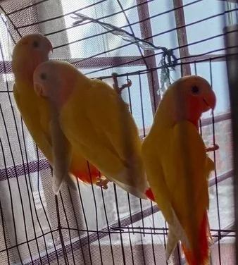 Love Bird