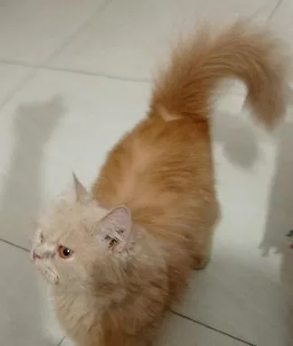 Persian Female Adult Cat